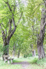 Holzbank in einer prächtigen Kastanien-Allee