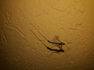 Insect