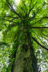 Blick über den Stamm in die Baumkrone einer Buche