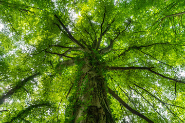 Blick über den Stamm in das Blätterdach einer Buche