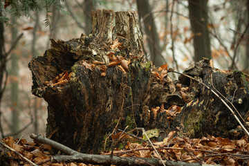 Dry bough in the autumn forest.