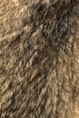 Wolfskin as background and texture. Trophy wolf skin. Wild animal fur. Texture of wolf fur.