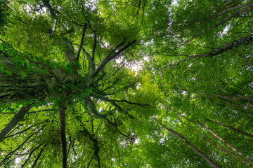 Blick in das dichte Blätterdach einer Buche im Sommer