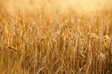 Field of wheat at the end of summer fully ripe