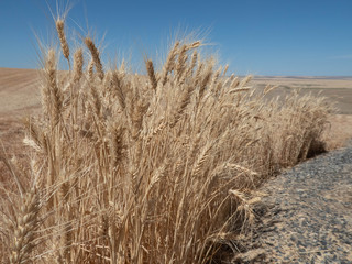 Fototapeta premium Wheat field