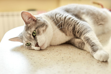 Grey cat on lying on a dinner table at home.