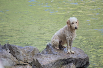 A dog sitting on a rock after having a bath in the river