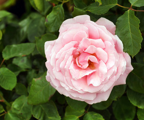 Pink rose flower