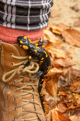 Spotted salamander sitting on the shoe.