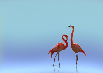 Flamingo couple on smooth flat background