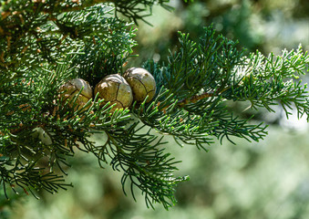 Branch of Mediterranean cypress with round cones seeds against sun on blurred spring green bokeh....