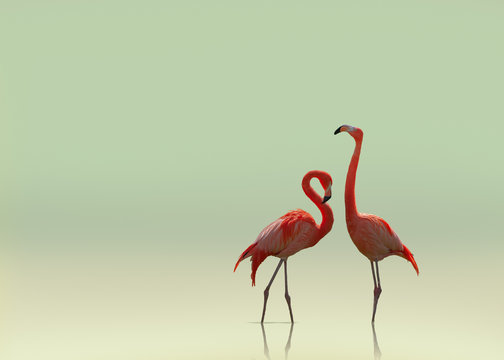 Flamingo couple on smooth flat background