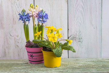 Spring gardening concept. Two flower pots with blue hyacinths and yellow primrose on the rustic paint wooden background with copy space
