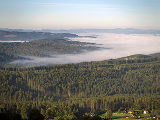 spruce forest and fog