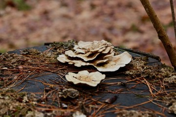 Flat mushrooms grow on fallen trees in the forest.