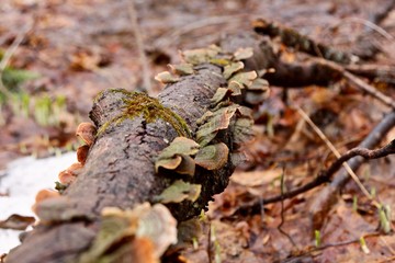 Flat mushrooms grow on fallen trees in the forest.