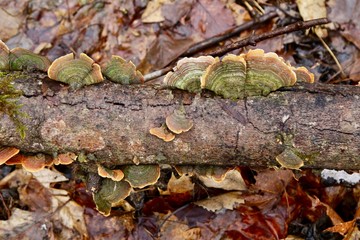 Flat mushrooms grow on fallen trees in the forest.