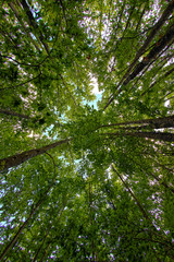 Fototapeta premium Foresta 