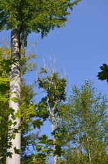 Fototapeta premium Waldfrieden - Blick in den Himmel durch Baumkronen hindurch