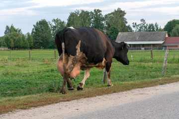cow in the field