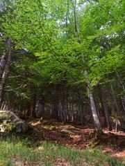 The woods and the nature of the Anzasca valley, at the foot of Monte Rosa, near the town of Macugnaga, Italy - August 2019.
