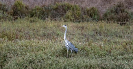 great blue heron