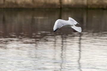 Red billed gull flying on the Ozero Kultuchnoye lake in Petropavlovsk-Kamchatskiy, Russia.