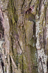 Tree bark