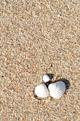 Three sea shells on the sand, close-up.