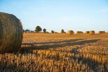 Landscape. Hay bales on a field. Hay bales on a field. Agriculture field with beautiful blue sky. Sunset in the early autumn. Harvest concept.
