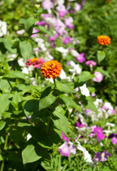 Orange and purple wild flowers. Field of wildflowers. Summer flowers.