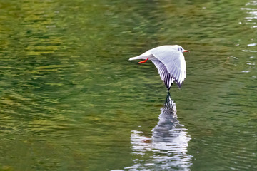 Red billed gull flying touching the water with his wing on the Ozero Kultuchnoye lake in Petropavlovsk-Kamchatskiy, Russia.
