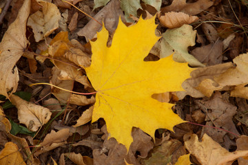 Maple leaf on the ground
