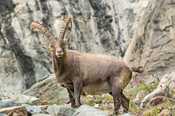 Wild ibex in the italian Alps. Gran Paradiso National Park, Italy