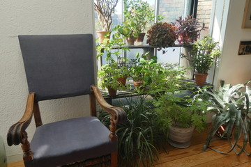 Plants by the window