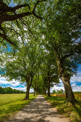 Blauer Himmel und Sonnenschein über einer Lindenallee