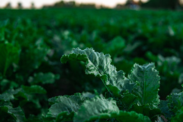 Green lettuce, salad, in vegetable plot. Field of salad. Harvest concept.