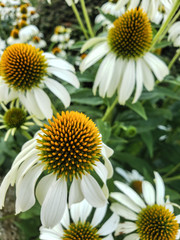 White flowers on green background.