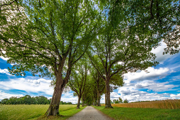 Baumallee zwischen landwirtschaftlichen Feldern im Sommer