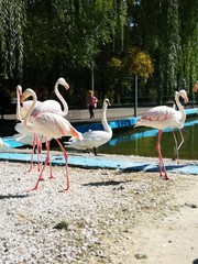 Group of pink flamingos