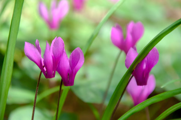 Fototapeta premium Ciclamini