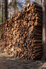 View from a pile of wood in Bohemian Switzerland near the town of Decin, Czech Republic