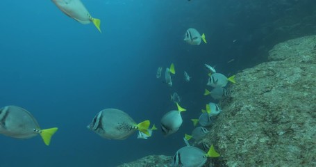 School of Cortez rainbow wrasse and Yellowtail surgeonfish on the reefs of the sea of cortez, Mexico.
