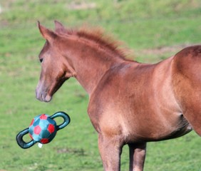 Fototapeta premium He lost...