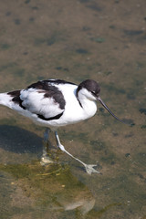 Avocet  (Säbelschnäbler, Recurvirostra avosetta)