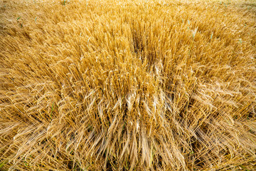 Anbau von Weizen als Nutzpflanze