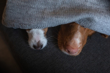 two dogs are hiding under the blanket. Nova Scotia Duck Tolling Retriever and Jack Russell Terrier are heated home on the couch