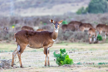 female of endemic very rare Mountain nyala, Tragelaphus buxtoni, big antelope in Bale mountain National Park, Ethiopia, Africa wildlife