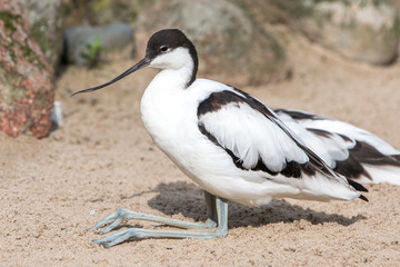 Avocet  (Säbelschnäbler, Recurvirostra avosetta)