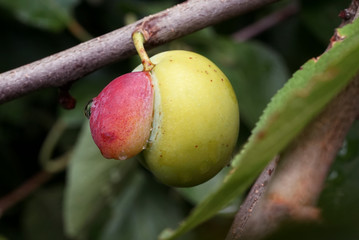 Obraz premium Niedojrzały, podwójny owoc śliwki na gałęzi z kroplą wody